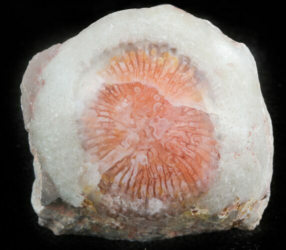 Pennsylvanian Aged Red Agatized Horn Coral - Utah #46746
